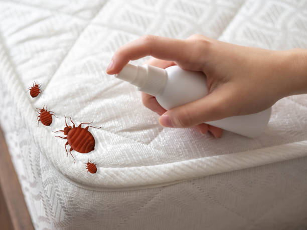 Emergency Pest Control in West Valley City, UT